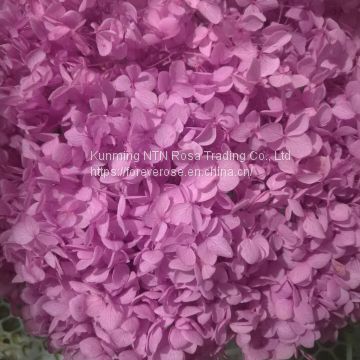 Wholesale Hydrangea Flowers at Best Price with High Quality