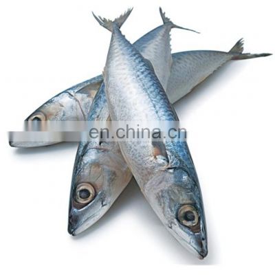 frozen pacific mackerel fish scomber japonicus chub mackerel