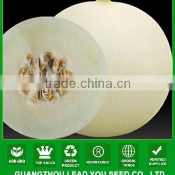 NSM25 Baise F1 quality hybrid white sweet melon cantaloupe seeds Guangzhou