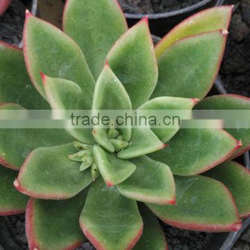 Echeveria agavoides, decorative plants echeveria, succulent plants, tropical