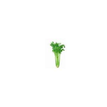 Celery extract