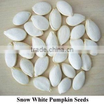 Wholesale Pumpkin Seeds