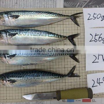 for canning land frozen trawling Japanese jack mackerel