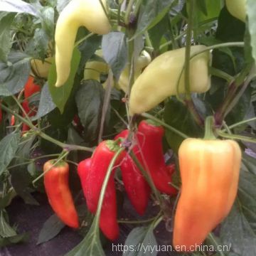 white sweet  pepper seeds sweet pepper greenhouse plant  pepper seeds no.45