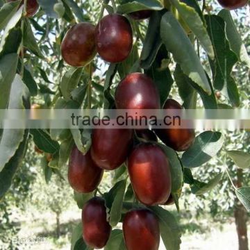 Best China red dates delicious