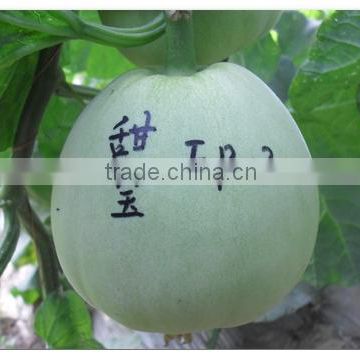 Early Maturity Sweet Melon Seeds-Japanese Sweet Baby
