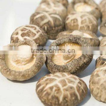 dried flower shiitake mushroom/thick white mushroom/flower shiitake