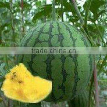 Smart Girl round shape yellow flesh f1 watermelon seeds