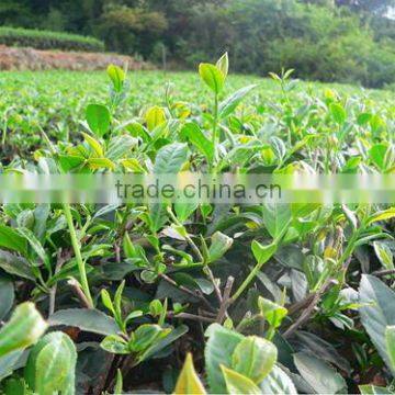 Natural tea tree essential oil