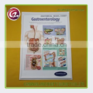 Wholesale from china 3d medical chart