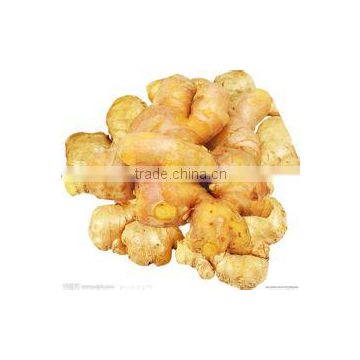 Laiwu/Weifang Fresh Ginger in Low Price