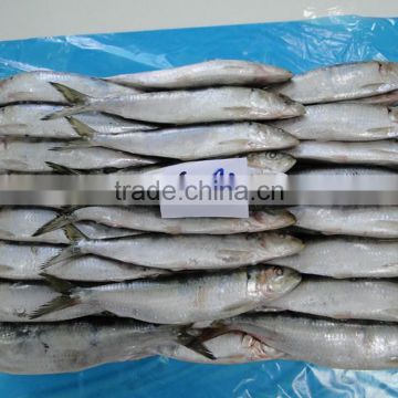 60-80 PCS Frozen Sardine Fish For Cans