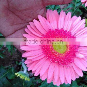 Gerbera Tissue Culture Plants