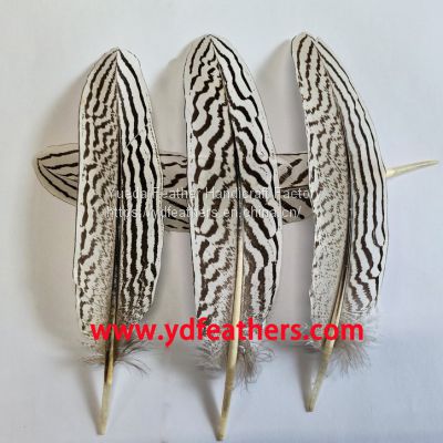 Silver Pheasant Plume Feather From China For Wholesale