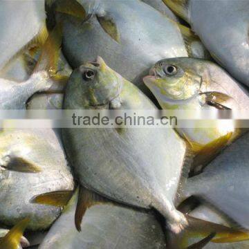 Frozen Golden Pomfret Price