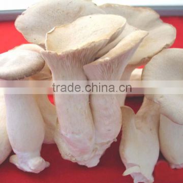 High Quality Fungusabalone Mushroom China