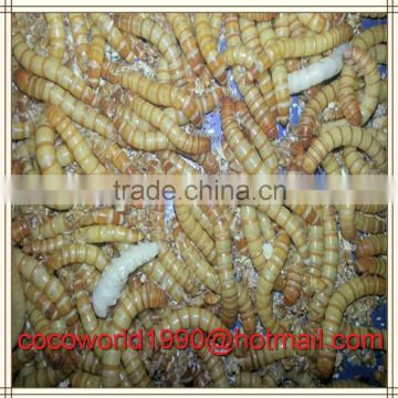 mealworms bulk online manufacturer with good delivery
