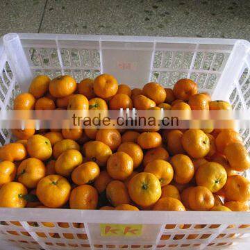 Hot sale Nanfeng baby mandarin, baby orange