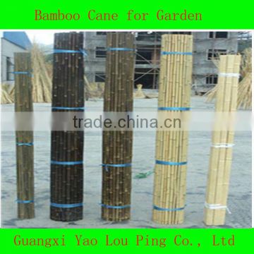 Bamboo Gazebo Shoot Strip