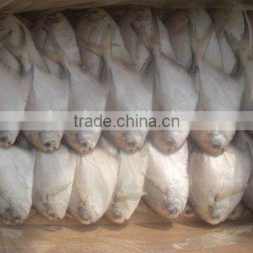 Frozen fresh golden pomfret on sale