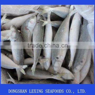 frozen horse mackerel IQF fish