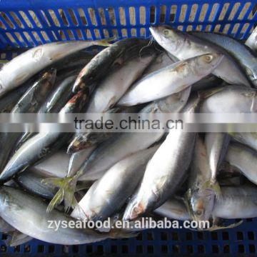 For importers Sea frozen good pacific mackerel for selling