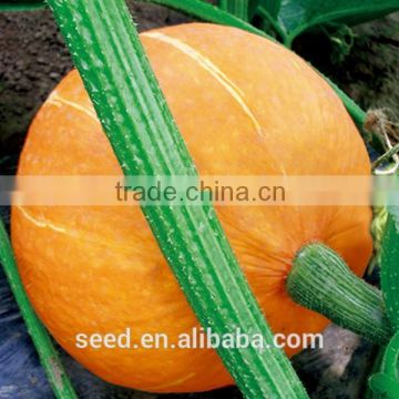 Orange Sun high resistance orange skin hybrid pumpkin seeds