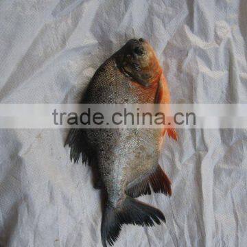 Frozen black pomfret Brama brama