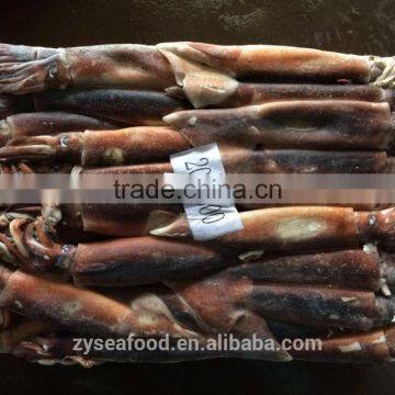 Frozen Whole Round Argentina squid for BBQ