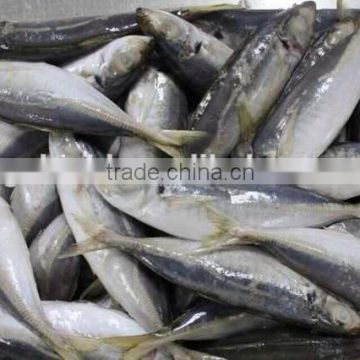6-8pcs/kg Frozen Round Scad Caught by Trawl.