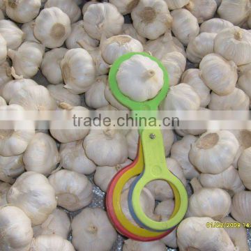 2012 chinese fresh garlic 5.0-6.0cm