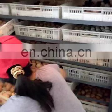 Low Price Automatic Incubation Chicken Egg Hatching Machine For Sale
