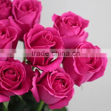 Fresh Rose High Quality flowers for home decoration For sale