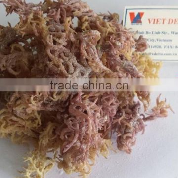 DRIED EUCHEUMA COTTONII USED FOR EXTRACT AGAR AGAR POWDER WITH GOOD AT QUALITY