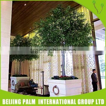 Cheap high quality big banyan tree