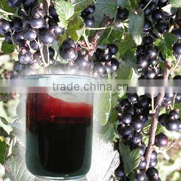 Black Currant flavor for wines & spirits