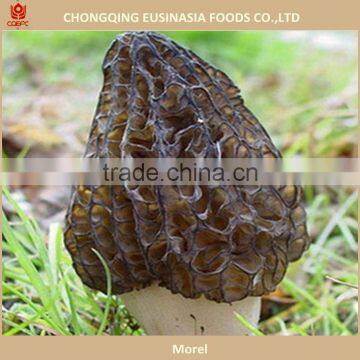 WILD MOREL MUSHROOM, buying morel mushroom