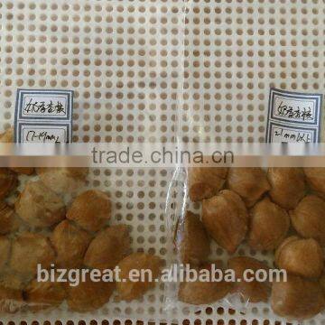 Supply with Chinese Bulk Milk Flavored Roasted Apricot Kernels in Shell