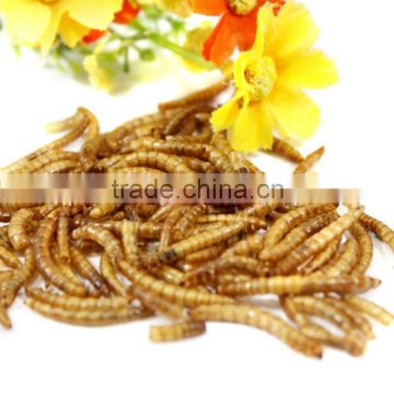 Dried mealworm for wild bird food chicken treat tenebrio molitor