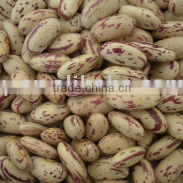 Light Speckled Kidney Beans Long Shape (Heilongjiang)
