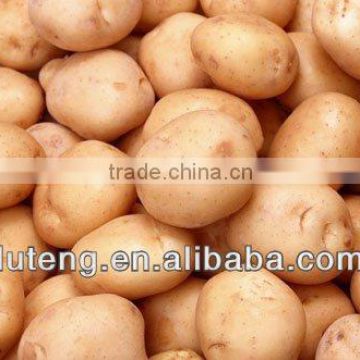 fresh potato market price 2013