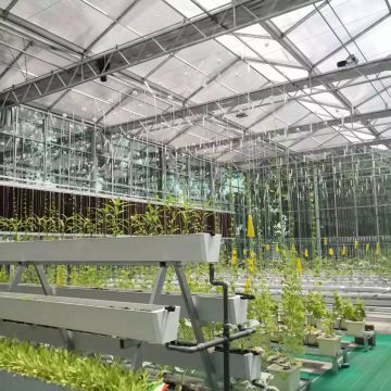 Tomato PC Sheet Greenhouse with Matrix Soilless Cultivation System