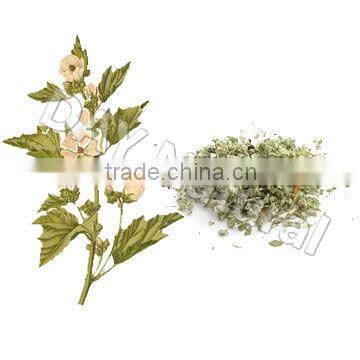 Marshmallow Leaves/Marshmallow Extract 10:1 20:1 - New Herbal Tobacco Raw Material