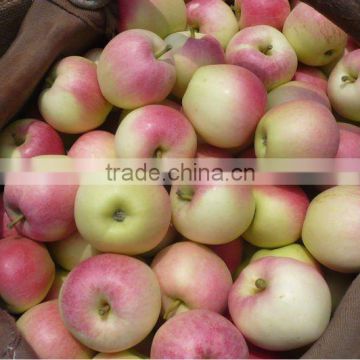gala apple Shannxi 2012 crop