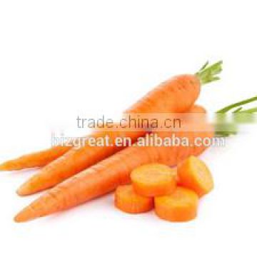 China fresh carrot for sale