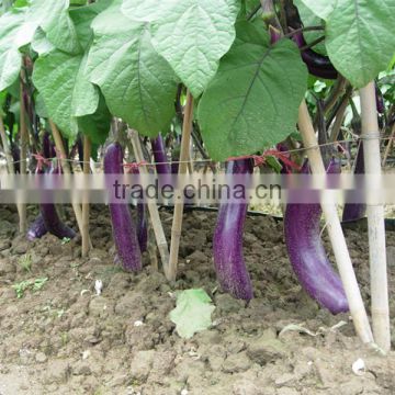 HE17 Xiao long purple red hybrid eggplant seeds