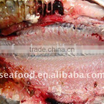 IQF frozen fresh light caught Sardine for tuna bait offer from China
