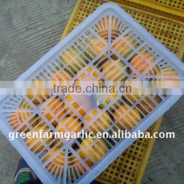 2011 mandarin orange in plastic basket