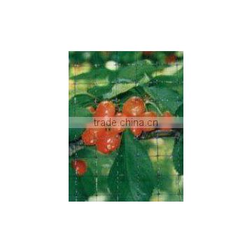 HDPE fruit tree nets(manufacturer/ISO2001)