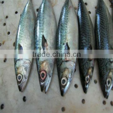 300-500g small sized fish and frozen food